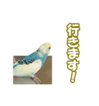 セキセイインコのチャコティ（個別スタンプ：24）