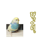 セキセイインコのチャコティ（個別スタンプ：25）