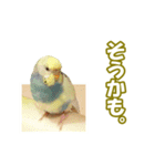 セキセイインコのチャコティ（個別スタンプ：27）