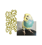 セキセイインコのチャコティ（個別スタンプ：31）