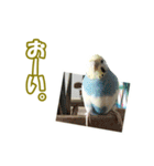 セキセイインコのチャコティ（個別スタンプ：36）