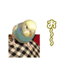 セキセイインコのチャコティ（個別スタンプ：39）