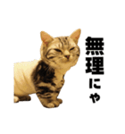 Rin ＆ Kuu Sticker（個別スタンプ：16）