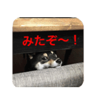 豆柴あずき 第2弾（個別スタンプ：5）