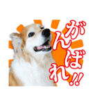 保護犬のわんこ（個別スタンプ：1）