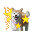 保護犬のわんこ（個別スタンプ：3）