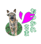 保護犬のわんこ（個別スタンプ：10）