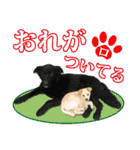 保護犬のわんこ（個別スタンプ：12）