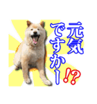 保護犬のわんこ（個別スタンプ：14）