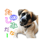 保護犬のわんこ（個別スタンプ：17）