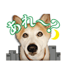 保護犬のわんこ（個別スタンプ：20）