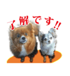 保護犬のわんこ（個別スタンプ：25）