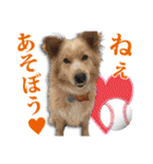 保護犬のわんこ（個別スタンプ：28）