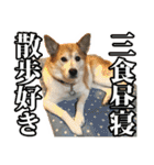 保護犬のわんこ（個別スタンプ：29）