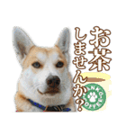 保護犬のわんこ（個別スタンプ：30）