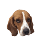 Beagle Dog Cooper（個別スタンプ：1）