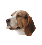 Beagle Dog Cooper（個別スタンプ：2）