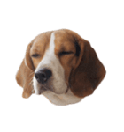 Beagle Dog Cooper（個別スタンプ：3）