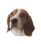 Beagle Dog Cooper（個別スタンプ：4）