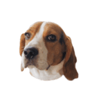 Beagle Dog Cooper（個別スタンプ：5）