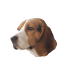 Beagle Dog Cooper（個別スタンプ：6）