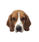 Beagle Dog Cooper（個別スタンプ：7）