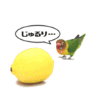 ボタンインコのるるとろろ（個別スタンプ：10）