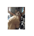 stupid dog＆cat（個別スタンプ：2）