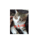 stupid dog＆cat（個別スタンプ：4）