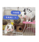 Two Rabbits' Life（個別スタンプ：2）