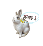 Two Rabbits' Life（個別スタンプ：3）