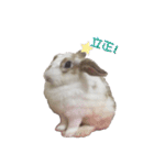 Two Rabbits' Life（個別スタンプ：5）