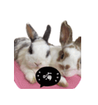 Two Rabbits' Life（個別スタンプ：7）