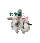Two Rabbits' Life（個別スタンプ：8）