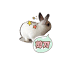 Two Rabbits' Life（個別スタンプ：11）