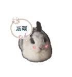 Two Rabbits' Life（個別スタンプ：12）