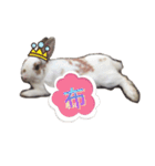 Two Rabbits' Life（個別スタンプ：13）