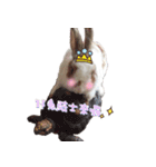 Two Rabbits' Life（個別スタンプ：16）