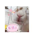 Two Rabbits' Life（個別スタンプ：17）