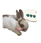 Two Rabbits' Life（個別スタンプ：19）