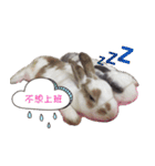 Two Rabbits' Life（個別スタンプ：21）