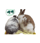 Two Rabbits' Life（個別スタンプ：22）