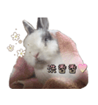 Two Rabbits' Life（個別スタンプ：23）