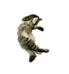 キジトラ猫 タイタス・ニャンドロメドン（個別スタンプ：7）