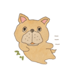 フレンチブルドッグズ。（個別スタンプ：13）