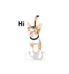 Cute Orange Cat（個別スタンプ：14）