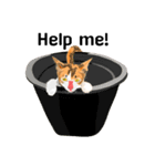 Cute Orange Cat（個別スタンプ：15）
