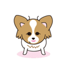 看板犬・パピヨンのあかね（個別スタンプ：1）