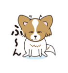 看板犬・パピヨンのあかね（個別スタンプ：3）