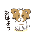 看板犬・パピヨンのあかね（個別スタンプ：7）